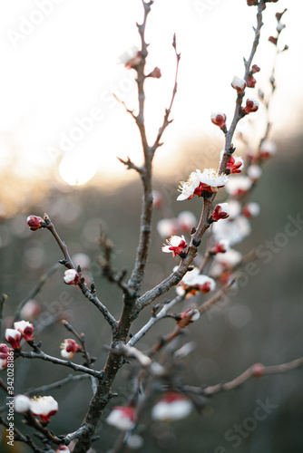 Beautiful floral spring abstract background of nature.Branches of blossoming apricot macro with soft focus on gentle light blue sky background. For easter and spring greeting cards with copy space