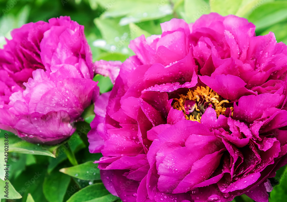 Bright Rose pink fuchsia color Peony flower Paeonia suffruticosa or tree peony in dew or rain water drops. close up. Spring background Bright Rose pink fuchsia color Peony flower Paeonia suffruticosa or tree peony in dew or rain water drops. close up. Spring background