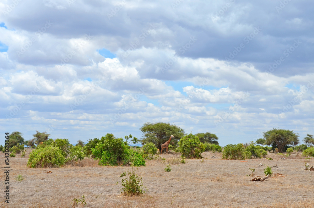 Giraffe in the savannah of Kenya.
