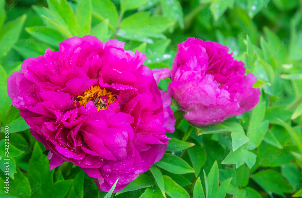 Bright Rose pink fuchsia color Peony flower Paeonia suffruticosa or tree peony in dew or rain water drops. close up. Spring background Bright Rose pink fuchsia color Peony flower Paeonia suffruticosa or tree peony in dew or rain water drops. close up. Spring background
