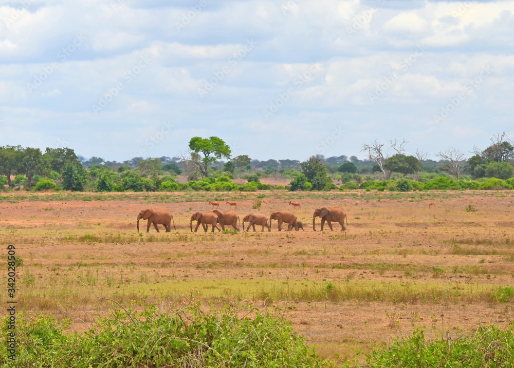 Elephants in the savannah in Kenya.
