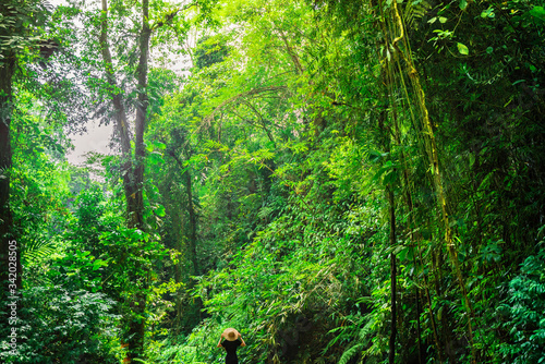 Girl in straw hat from back in greenery. Lady walks in the tropical jungle and looks at the exotic trees. Natural wallpaper with copy space. Adventure, tourism, exploration and travel concept.