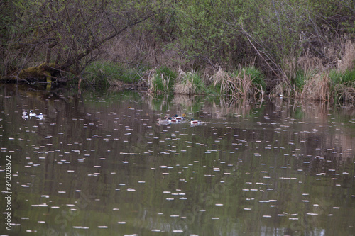 Ducks swimming in the water. © Chris