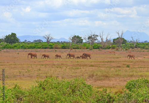 Elephants in the savannah in Kenya. 
