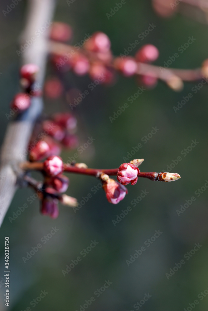 Pink apricot tree buds in early spring Pink apricot tree buds in early spring