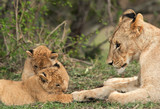 Lioness and her cubs resting, Masai Mara