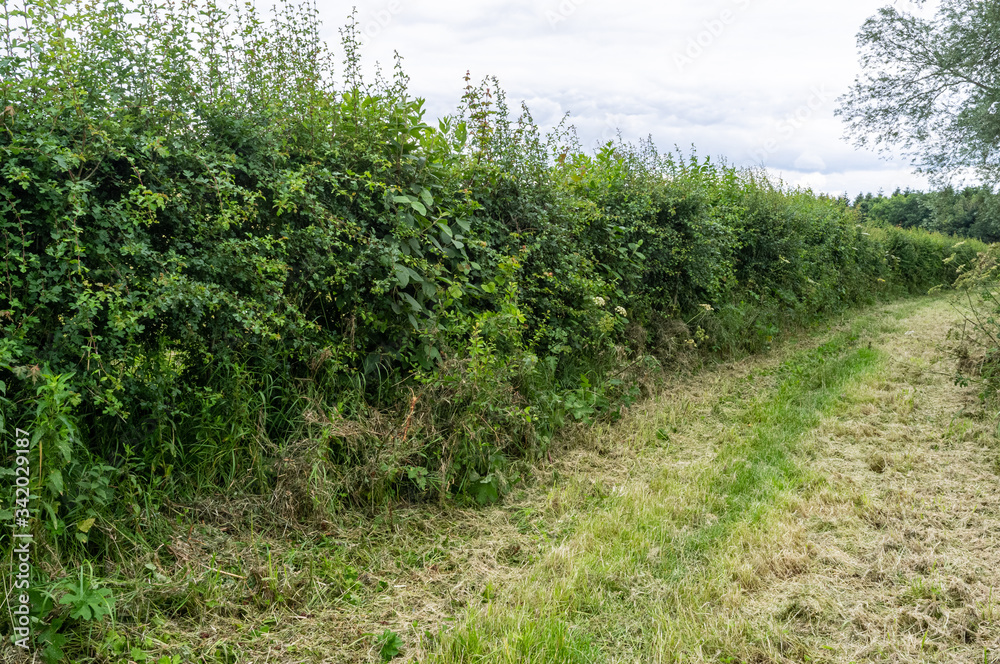 Hedgerows Stock Photo Adobe Stock
