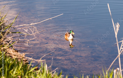 Duck swimming in the water.