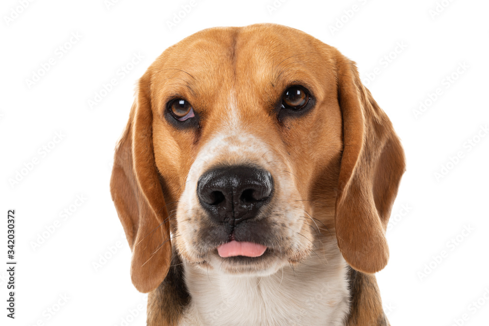 Beagle portrait on isolated Beagle portrait on isolated
