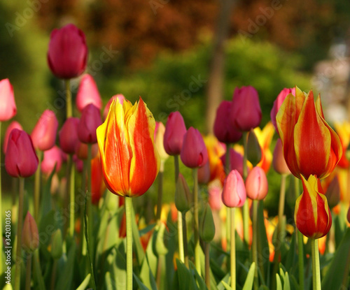 Red and yellow colored tulips.