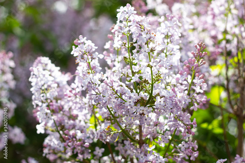 flowering of lilac in the spring time of year. lilac lilac flowers close-up. © Евгений Гончаров
