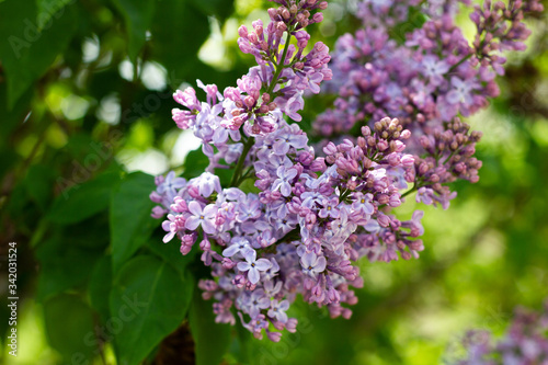 flowering of lilac in the spring time of year. lilac lilac flowers close-up.