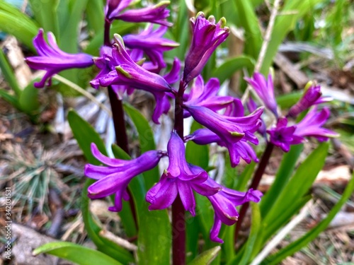 Purple Hyacinth in the garden ground closeup