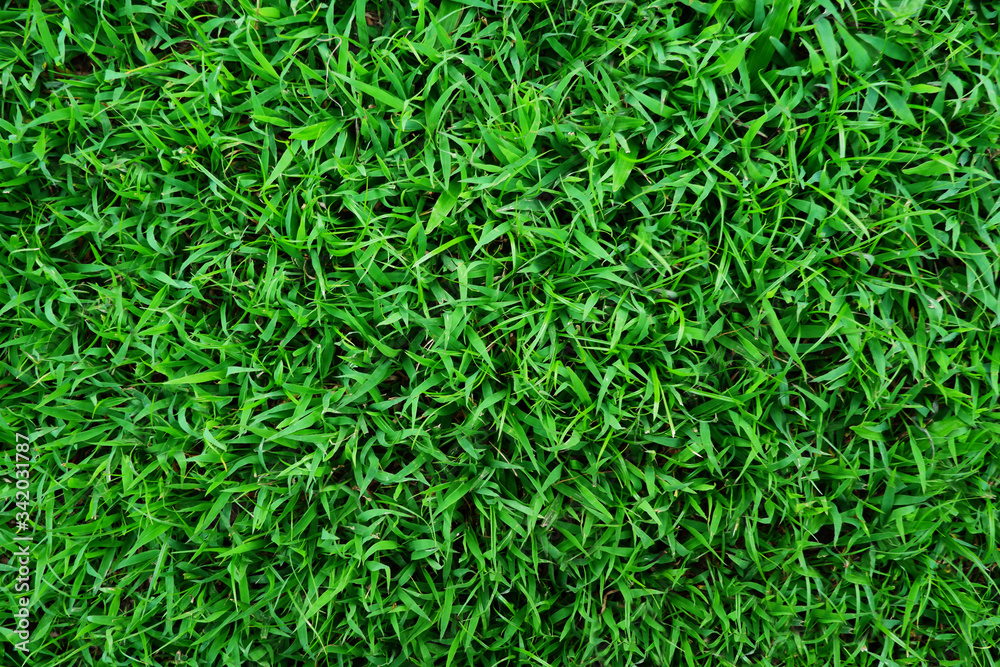 green grass lawn for background green grass lawn for background