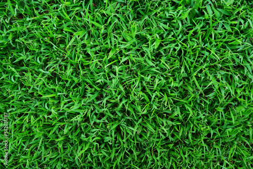 green grass lawn for background