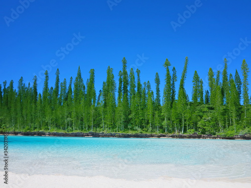 Natural swimming pool in New Caledonia with the typical famous pines in the archipelago. 