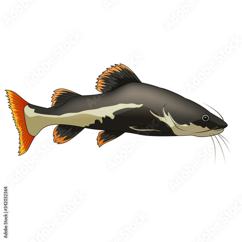 Cartoon funny catfish on white background