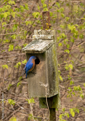 Photography Blue bird with house