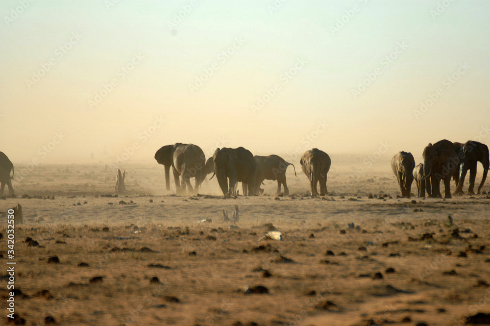 elefanti africani nel parco nazionale di Amboseli kenya