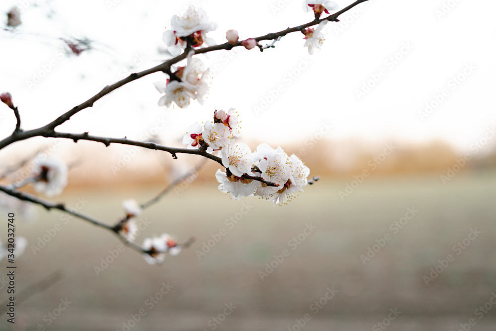 Beautiful floral spring abstract background of nature.Branches of blossoming apricot macro with soft focus on gentle light blue sky background. For easter and spring greeting cards with copy space Beautiful floral spring abstract background of nature.Branches of blossoming apricot macro with soft focus on gentle light blue sky background. For easter and spring greeting cards with copy space