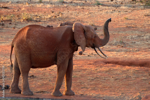 Elefanti africani  © monthss