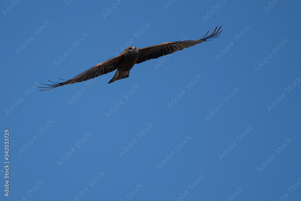 Flying eagle against the blue sky. Close-up. Flying eagle against the blue sky. Close-up.