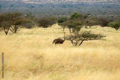 Fototapeta Naklejka Na Ścianę i Meble -  panorama della savana africana