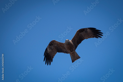 Flying eagle against the blue sky. Close-up.