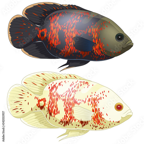 Set of aquarium oscar fish. Isolated on white background