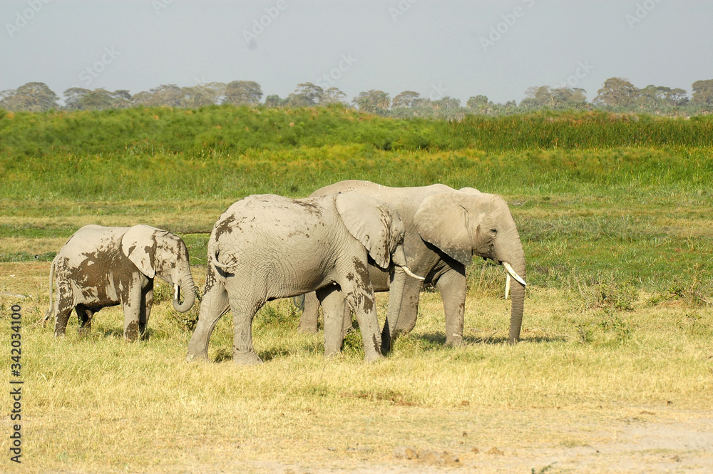 elefanti africani 