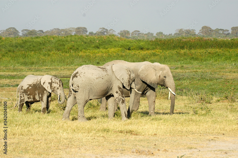 elefanti africani elefanti africani