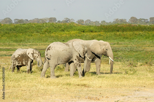 elefanti africani 