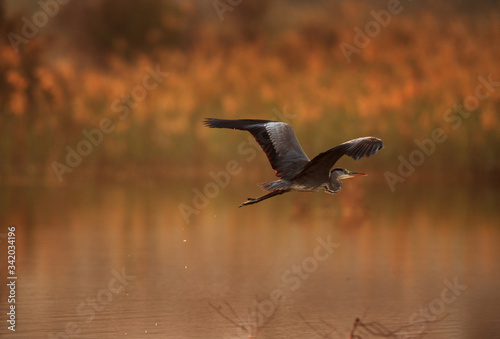 Grey Heron in flight during dawn at Buhair lake, Bahrain photo