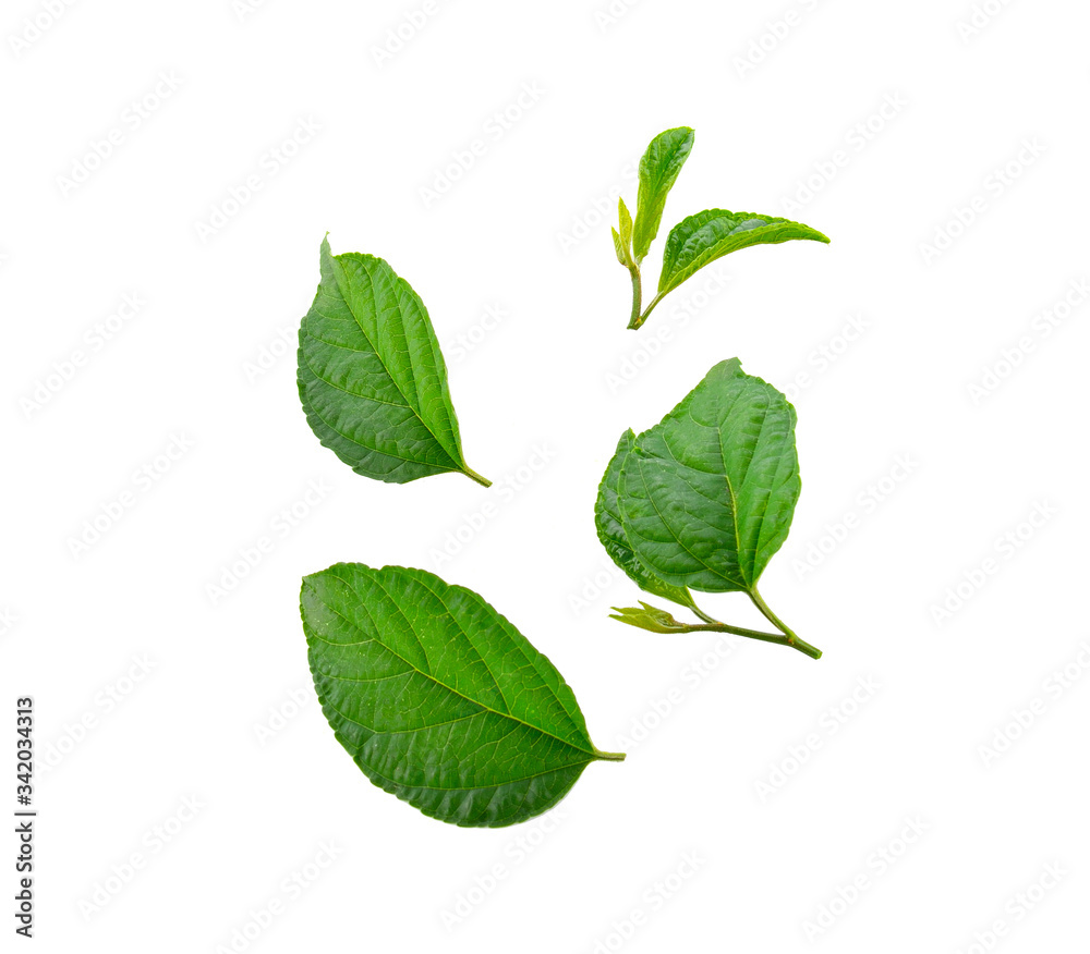 Fototapeta premium colutrina asiatica (L) brongn isolated white background