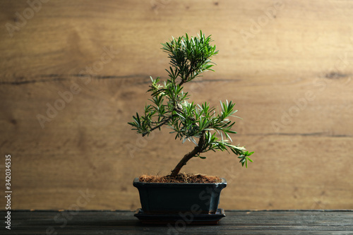 Fototapeta Naklejka Na Ścianę i Meble -  Japanese bonsai plant on black wooden table. Creating zen atmosphere at home