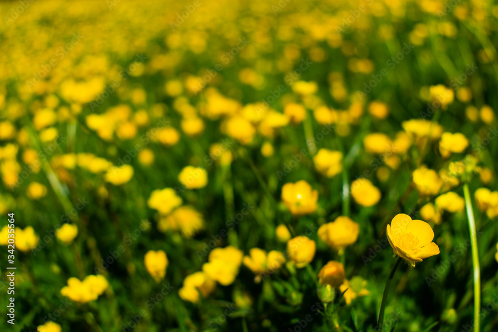An individual buttercup in focus at the front of the frame with many many more in the background out of focus creating a beautiful bright yellow and green nature inspired background An individual buttercup in focus at the front of the frame with many many more in the background out of focus creating a beautiful bright yellow and green nature inspired background