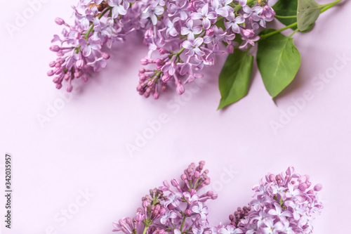 Spring flower, twig purple lilac on purple background. Top view. Selected focus. Free space for text. Syringa vulgaris.