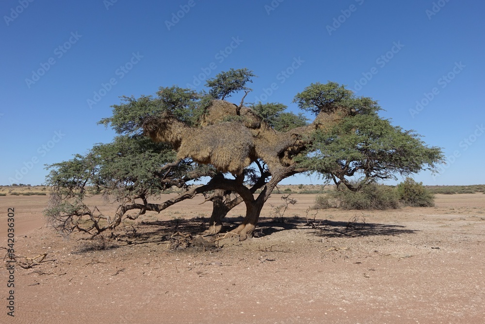 NAMIBIA - KALAHARI - ACACIA WITH WEAVER BIRD NEST.