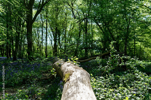 Ellenbrook Fields, Hatfield in Spring