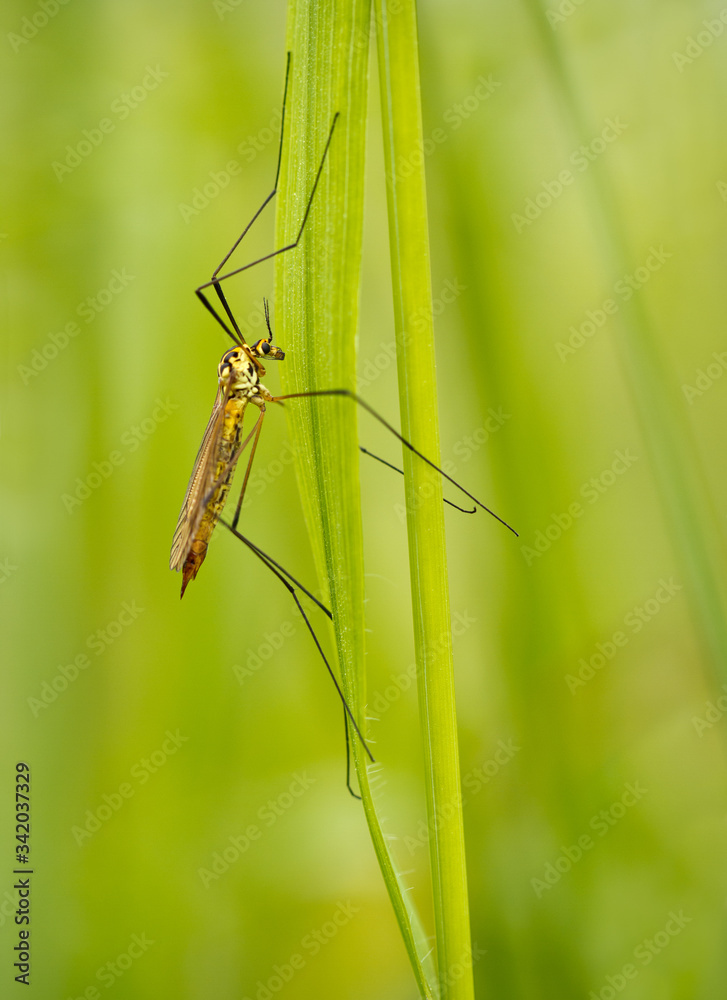 Cranefly on a grass stem with a plain, diffuse green background, side view. Cranefly on a grass stem with a plain, diffuse green background, side view.