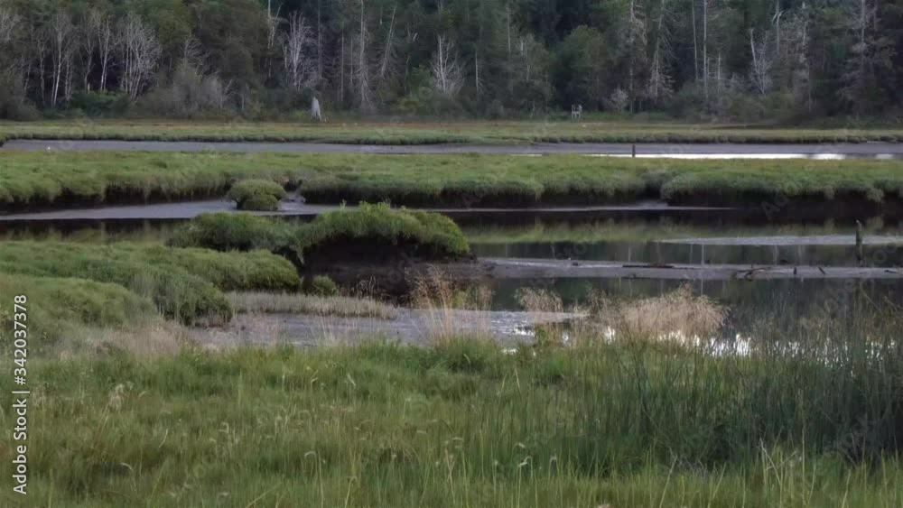 bugs and birds flying over a wild marsh in early spring bugs and birds flying over a wild marsh in early spring