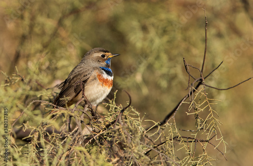 Bluethroat in the morning at Buhair lake photo