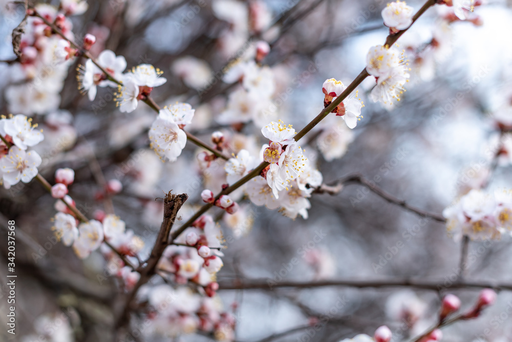 blooming almonds in the Park in spring blooming almonds in the Park in spring