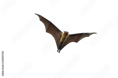 Bat flying isolated on white background