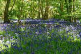 Carpet of Bluebells at Ellenbrook Fields, Hatfield in Spring
