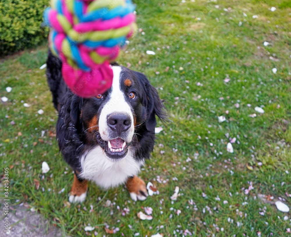 Playing with the dog at the garden. Bernese Mountain Dog looking up at the toy. 