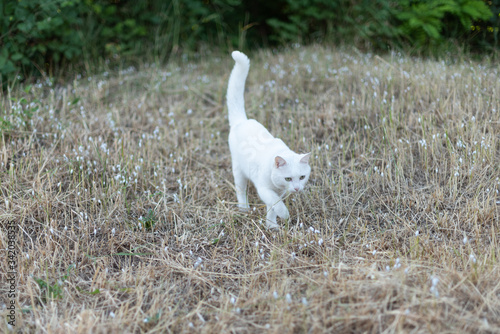 White cat walking in the spring on the street in the grass