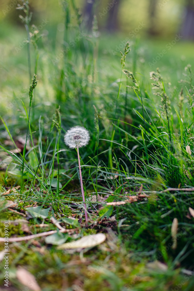 Dandelion in the weeds Dandelion in the weeds