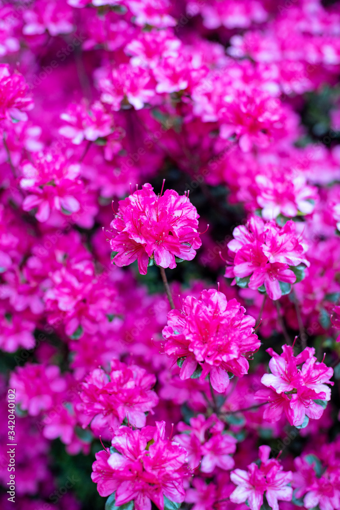close up of pink flowers close up of pink flowers