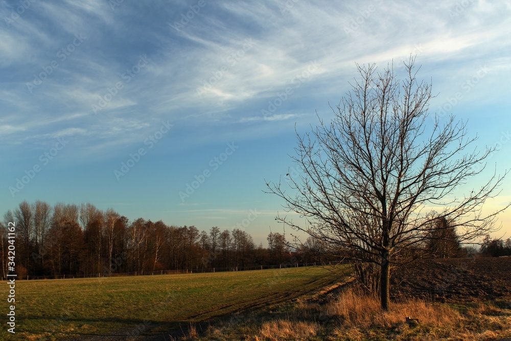 trees
country
night landscape
Bohemia
Spring
night
sun
